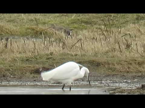 200228 #02 Little Egret and Black tailed Godwit