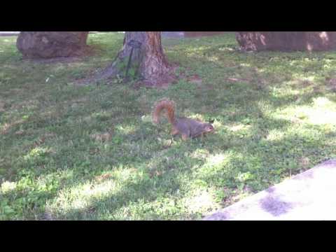 Campus Squirrel