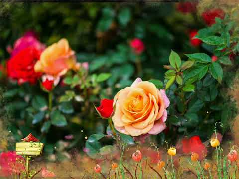 Yêu chị hai lúa - Tuấn Quỳnh