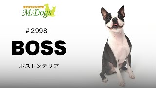 ペットモデル BOSS (ボス)