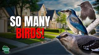 This California Neighborhood Was FULL of Birds!