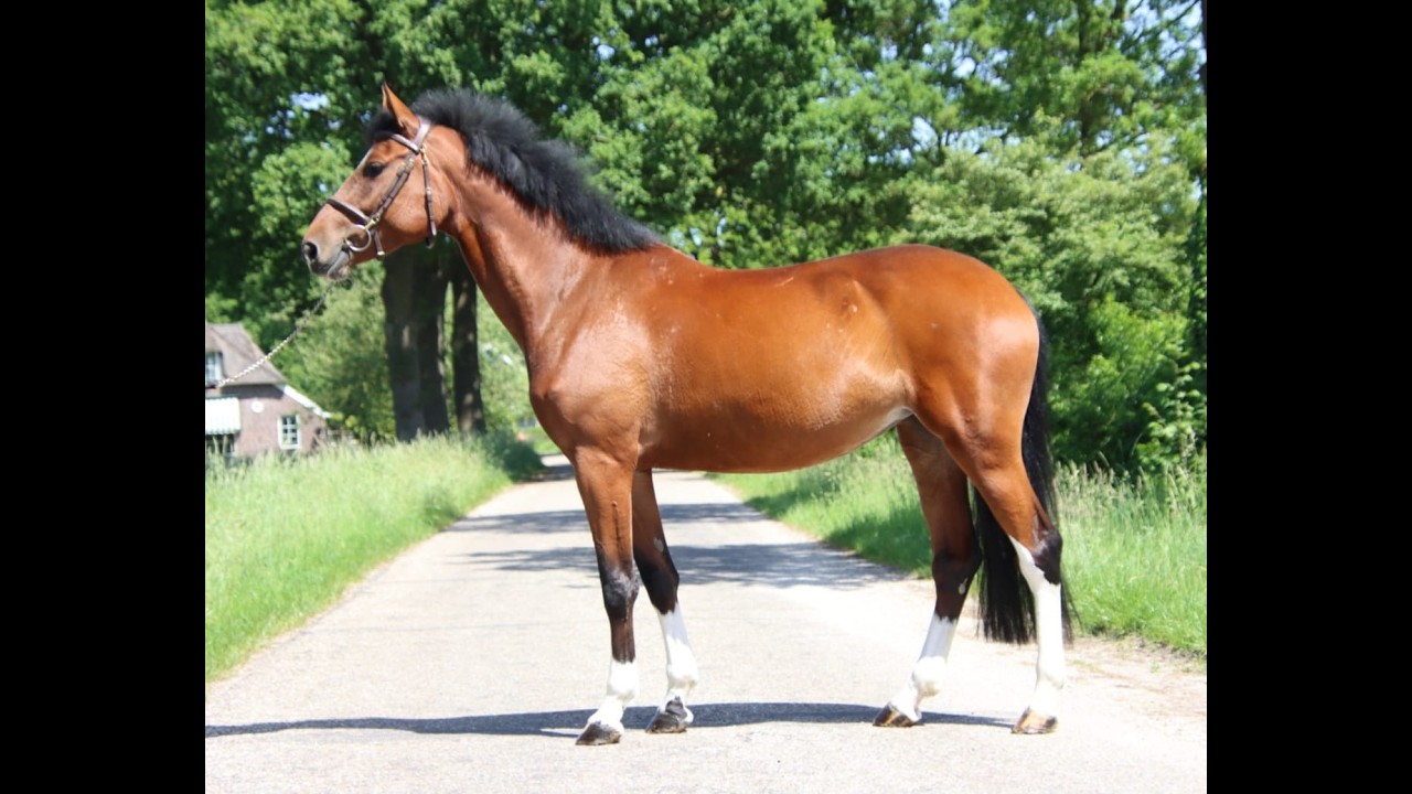 Nevada Z(+Cascais Junior DG) ☆☆ (NIXON VAN'T MEULENHOF x CORMINT) video 1