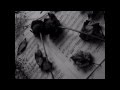 Black Roses 