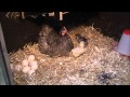 Opdræt af Dværg Orpington høns - Høne får kyllinger.