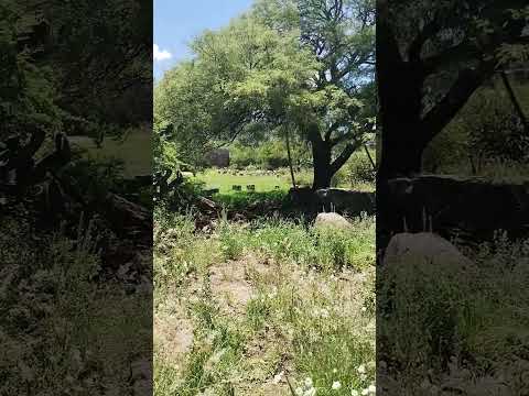 Capilla del Monte, Córdoba,Argentina #nature #naturephotography #animals #birds #wildlife
