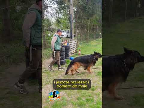 Jak nauczyć psa przywołania. Komenda do mnie.