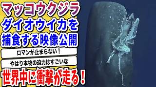 【2ch動物スレ】マッコウクジラがダイオウイカを捕食するシーンが公開され世界中で話題にwwwww【なんj/にちゃん 面白いスレ】