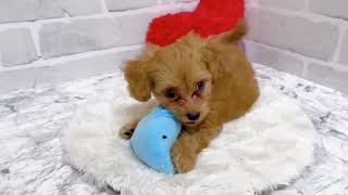 ハーフ犬の動画02