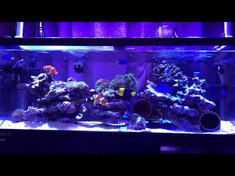 秋のイソギンチャクの世話: 3 つの最大の間違い トピックス