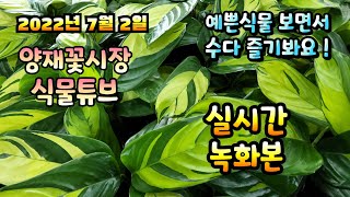 2022년 7월 2일 토요일   예쁜식물들  보면서  수다즐겨봐요 #양재꽃시장 #식물튜브