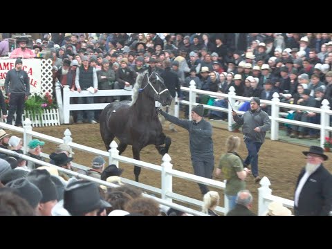 JW BLASTING BOOMER - Highest Selling Draft Horse