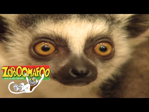 🐒 Zoboomafoo 120 - Animal Daycare | HD | Full Episode🐒
