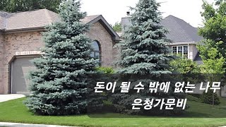 고소득 보장!? 돈이 되는 나무 2탄! 은청가문비 아리조나 카이밥 #귀농 #정원 #가드닝