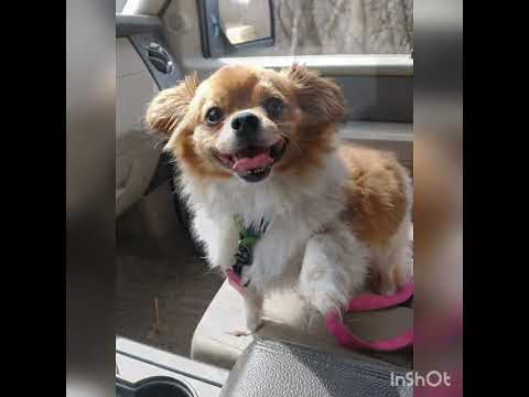 Gizmo, an adopted Pomeranian Mix in Rochester, MN_image-1