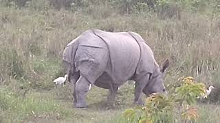 preview picture of video 'Kaziranga national park 25'