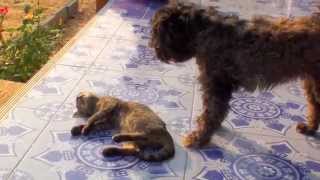 preview picture of video 'โขงเจียม KhongChiam dog&cat'