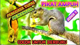 Download lagu 🩸💯 SUARA PIKAT TUPAI - BAJING AMPUH !! ( PASTI DATANG ) mp3
