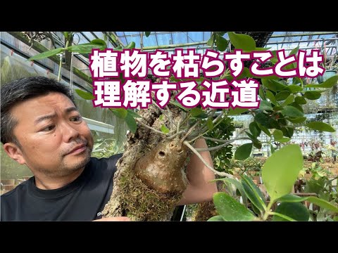 マジョラムの収穫と乾燥: これがどのように行われるか 植物