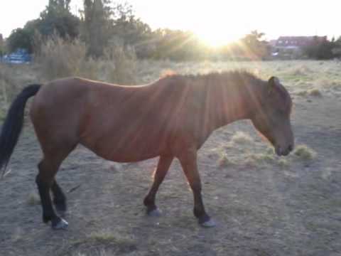 Caro,Lissy und die Ponygang
