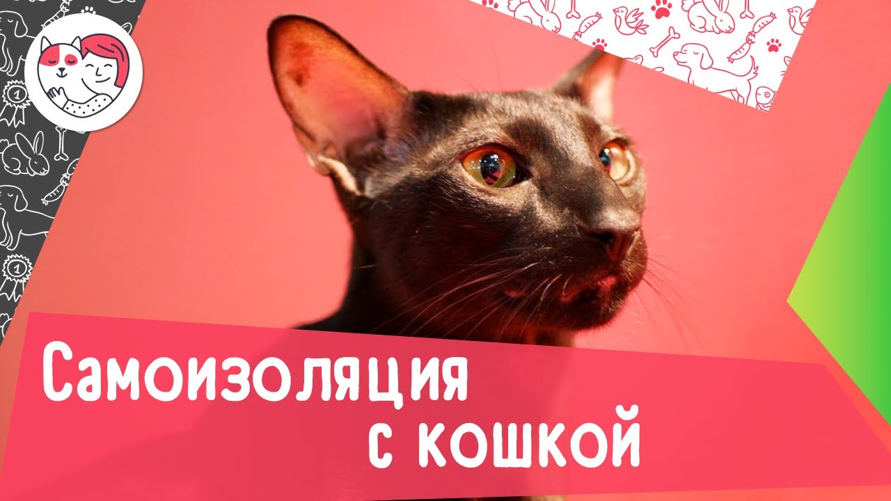 5 правил самоизоляции с кошкой о чем важно помнить