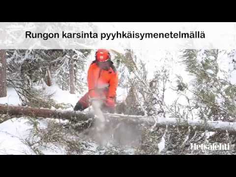 Puun karsinta moottorisahalla | Metsälehti