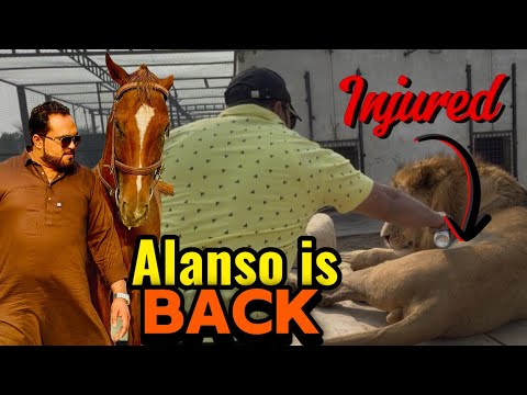 Alanso horse pohanch gaya farm pr 😍Simba injured 😱(Mian saqib)