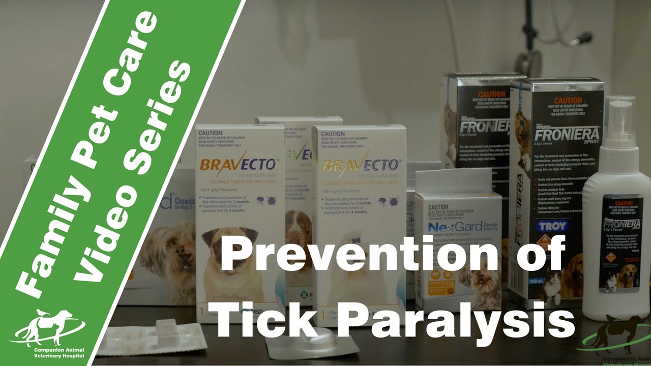 How to Prevent Ticks in your dog or cat- Companion Animal Vets