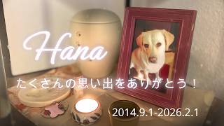 【虹色オジさんのドイツ主夫暮らし】愛犬、ハナとの思い出。パート２の後半です。　一緒に行ったヨーロッパ旅行、年老いて行く愛犬、そして訪れる別れ。