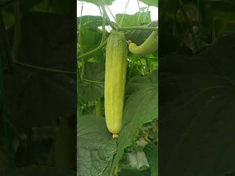 , title : 'Light Green Good Quality Cucumber Seeds Variety For Cultivation In Green House And Open Field #seeds'