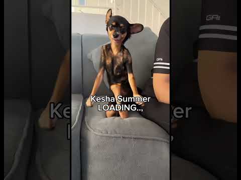 Chiquita’s Kesha Summer! #kesha #chihuahua #friendship #rescuedogs #funnydogvideos #music #starbucks