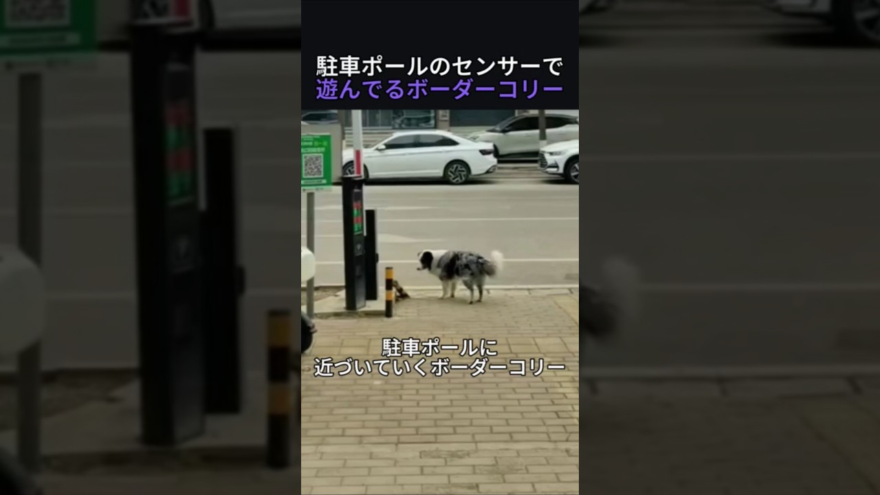 駐車ポールのセンサーで遊んでるボーダーコリー