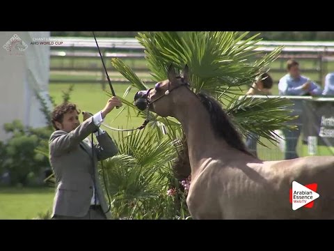 3rd - N.52 SAFEER AL MSHALLA - Chantilly 2016 World Cup - Yearling Colts (Class 6A)