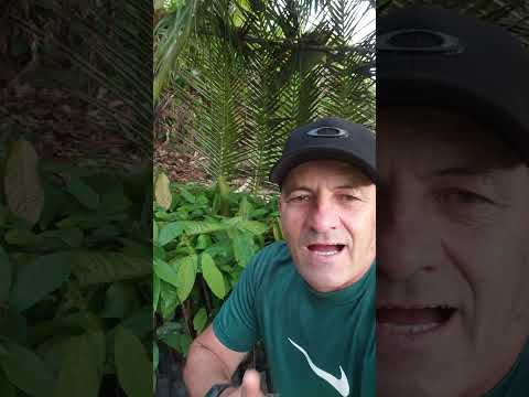 cordial São Miguel das Matas Bahia