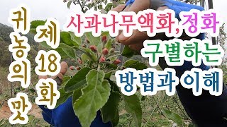 사과나무 액화, 정화 정확하게 구분하기!!적화,적과시 많은 도움이 됩니다.