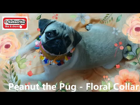 tığ işi köpek tasması💕💕