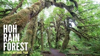 Hoh Rain Forest: Trail of Mosses - Travel Photography