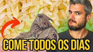PESSOAS ESTÃO DANDO ARROZ PARA OS CÃES