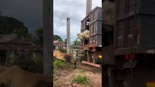 soltando bezerrada na fazenda nova