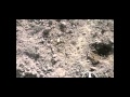 Поиск монет с П.С. и Л. Поле Соломинки/Search with PSL for coins & relics with a metal detector Поиск монет с П.С. и Л. Поле Соломинки/Search with PSL for coins & relics with a metal detector