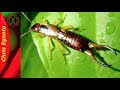 Earwigs! Are They Dangerous?