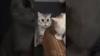 ☆Super Cute Animals☆Cute cats and funy dogs＆cat　videos compilation2021C㊻#Shorts