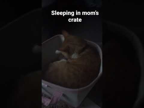 Cat sleeping in crate