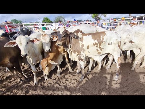 feira de gado em jupi Pe 05-05-2024#nordeste