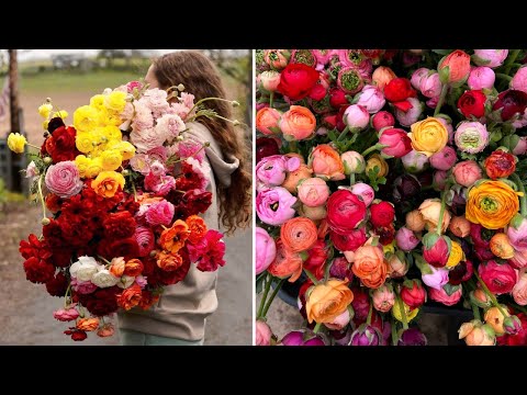 How We Grow Ranunculus | Tips on Starting | Planting Schedule | Harvest