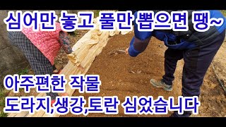 엄마네가서 도라지,생강,토란 심었습니다 주말농장,텃밭,인간극장,귀농귀촌