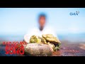 ISANG KLASE NG SUSO NAKAKALASON NAKAKAPARALISA AT POSIBLENG MAKAMATAY Kapuso Mo Jessica Soho