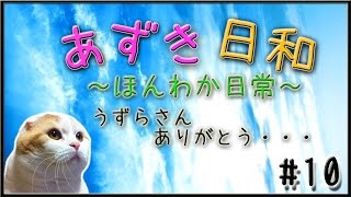 【 猫 】あずき日和 part10（うずらさん、ありがとう・・・）【 CAT 】