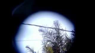 preview picture of video 'Brown sugar palm tree in Bali'