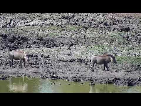 Djuma: Warthogs-two adults and two young - 12:56 - 06/08/19