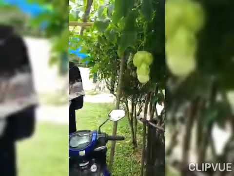 Buah ajaib, buah pelik ramai terkejut